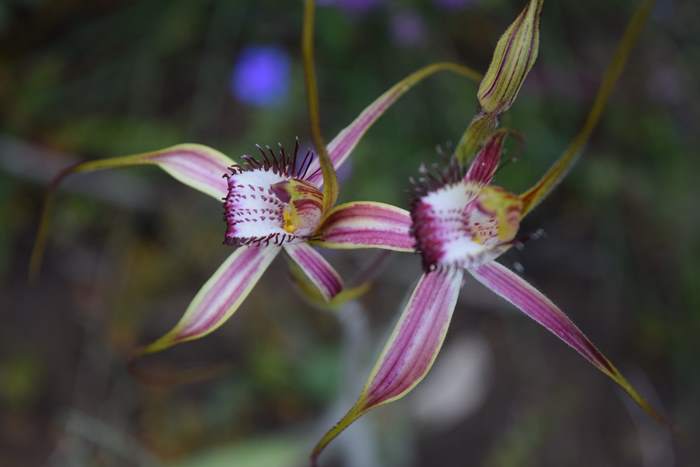 Caladenia - Orchid-spider-0056.JPG